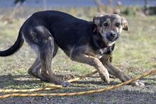 WAJANA, Hund, Mischlingshund in Polen - Bild 6