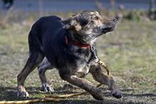 WAJANA, Hund, Mischlingshund in Polen - Bild 7