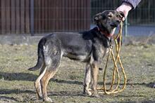 WAJANA, Hund, Mischlingshund in Polen - Bild 9