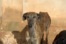 MANCHEQUITA, Hund, Galgo Español in Spanien - Bild 1