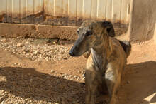 MANCHEQUITA, Hund, Galgo Español in Spanien - Bild 2