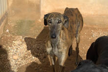 MANCHEQUITA, Hund, Galgo Español in Spanien - Bild 3