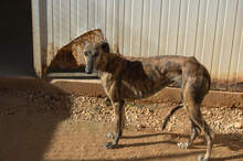 MANCHEQUITA, Hund, Galgo Español in Spanien - Bild 4