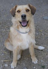 LILLI, Hund, Mischlingshund in Rumänien - Bild 8
