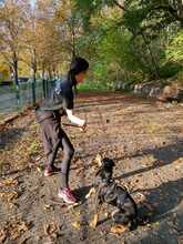 SAM, Hund, Mischlingshund in Berlin - Bild 2