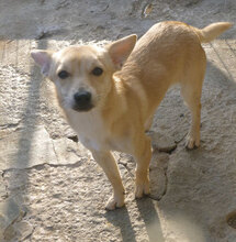 FELINO, Hund, Pinscher-Mix in Bulgarien - Bild 1