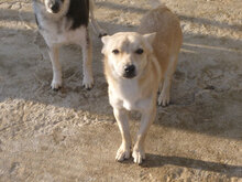 FELINO, Hund, Pinscher-Mix in Bulgarien - Bild 2