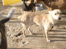 FELINO, Hund, Pinscher-Mix in Bulgarien - Bild 3