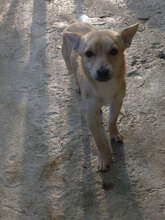 FELINO, Hund, Pinscher-Mix in Bulgarien - Bild 5