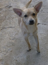 FELINO, Hund, Pinscher-Mix in Bulgarien - Bild 6