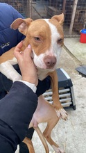 TULIP, Hund, Mischlingshund in Rumänien - Bild 8