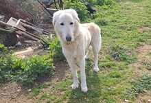 SNOW, Hund, Mischlingshund in Griechenland - Bild 1