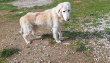 SNOW, Hund, Mischlingshund in Griechenland - Bild 4