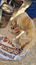 SNOW, Hund, Mischlingshund in Griechenland - Bild 5