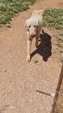 SNOW, Hund, Mischlingshund in Griechenland - Bild 6