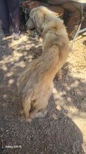 SNOW, Hund, Mischlingshund in Griechenland - Bild 7