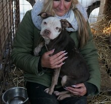 MANDO, Hund, Mischlingshund in Rumänien - Bild 4
