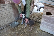 MANDO, Hund, Mischlingshund in Rumänien - Bild 6