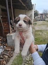 LYDIA, Hund, Mischlingshund in Griechenland - Bild 5