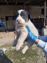 KORALLIA, Hund, Mischlingshund in Griechenland - Bild 10
