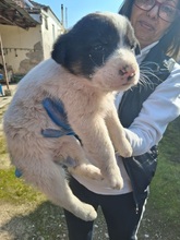 KORALLIA, Hund, Mischlingshund in Griechenland - Bild 12