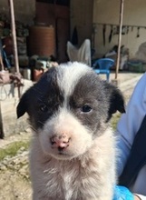 KORALLIA, Hund, Mischlingshund in Griechenland - Bild 13