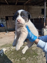 KORALLIA, Hund, Mischlingshund in Griechenland - Bild 2