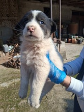 KORALLIA, Hund, Mischlingshund in Griechenland - Bild 3