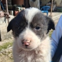 KORALLIA, Hund, Mischlingshund in Griechenland - Bild 9