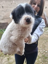 VERA, Hund, Mischlingshund in Griechenland - Bild 2