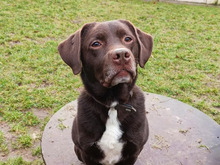 JOHANNES, Hund, Labrador-Mix in Hamburg - Bild 1