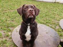 JOHANNES, Hund, Labrador-Mix in Hamburg - Bild 2