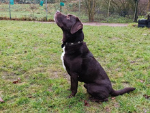 JOHANNES, Hund, Labrador-Mix in Hamburg - Bild 3