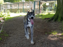 BRUNO, Hund, Deutsche Dogge-Deutscher Schäferhund-Mix in Hamburg - Bild 3