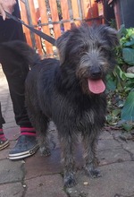 FIBI, Hund, Schnauzer-Mix in Ungarn - Bild 1