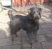 FIBI, Hund, Schnauzer-Mix in Ungarn - Bild 2