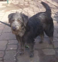 FIBI, Hund, Schnauzer-Mix in Ungarn - Bild 4