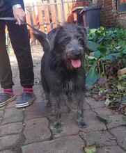 FIBI, Hund, Schnauzer-Mix in Ungarn - Bild 5