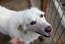 BENNO, Hund, Mischlingshund in Wiesbaden - Bild 3