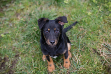 COOPER, Hund, Mischlingshund in Kroatien - Bild 1