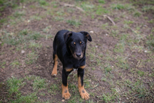 COOPER, Hund, Mischlingshund in Kroatien - Bild 2