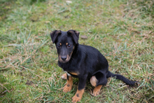 COOPER, Hund, Mischlingshund in Kroatien - Bild 3