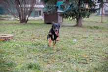 COOPER, Hund, Mischlingshund in Kroatien - Bild 4