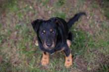 COOPER, Hund, Mischlingshund in Kroatien - Bild 6