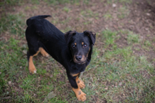 COOPER, Hund, Mischlingshund in Kroatien - Bild 7