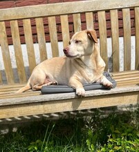 PUCKY, Hund, Mischlingshund in Lemförde - Bild 1