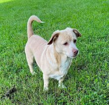 PUCKY, Hund, Mischlingshund in Lemförde - Bild 2