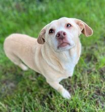 PUCKY, Hund, Mischlingshund in Lemförde - Bild 4