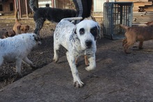 PÖTYI, Hund, Englische Bulldogge-Dalmatiner-Mix in Bad Wünnenberg - Bild 1