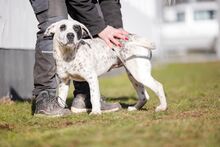 PÖTYI, Hund, Englische Bulldogge-Dalmatiner-Mix in Bad Wünnenberg - Bild 10